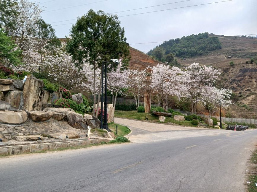 불국사로 향하는 벚꽃 드라이브 길 풍경